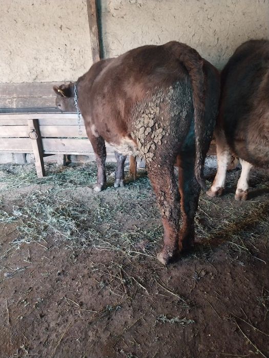 Vițică de vânzare