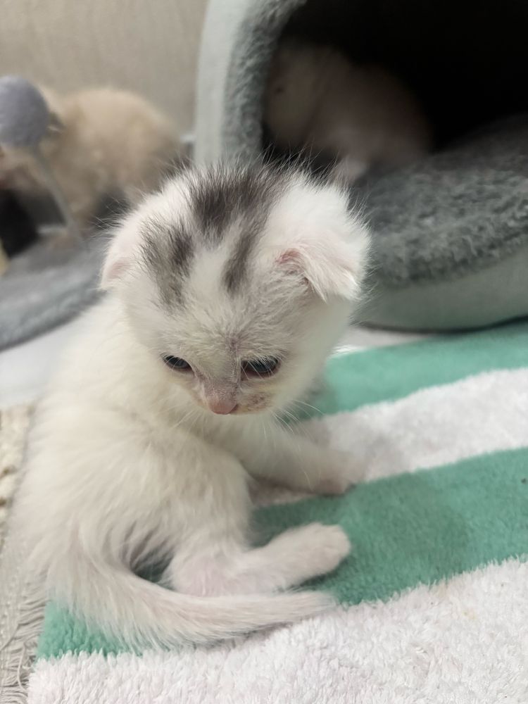 Котята от правильной вязки на брони