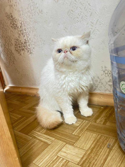 Продается кот экзод