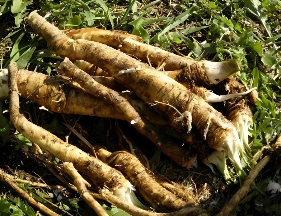 Продается хрен 2025 года