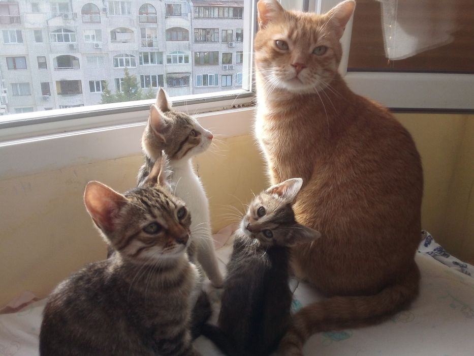 Подарявам  4 малки котенца Бургас