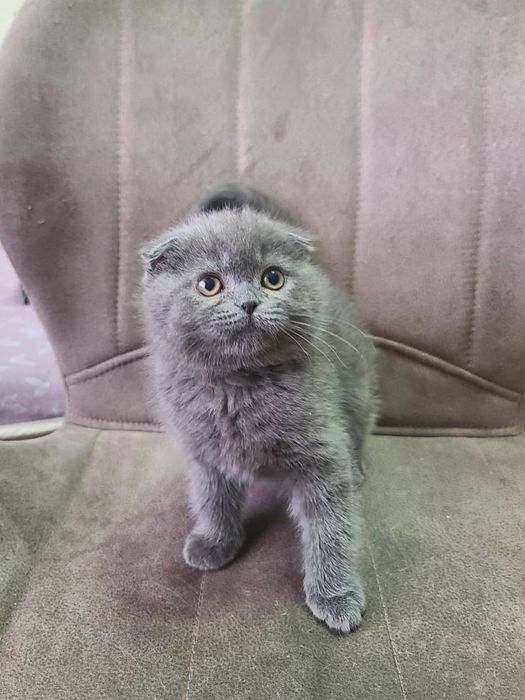 Scottish fold blue.