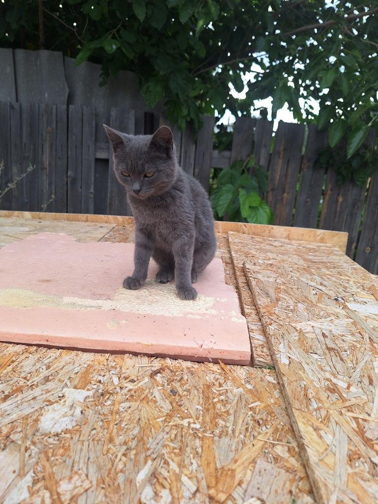 Котенок девочка ищет дом