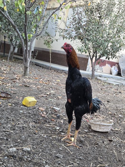 Srochna Dakanni oppo dodasi sotiladi