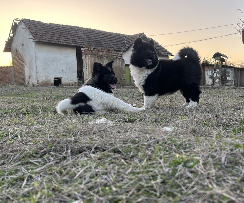 Американска акита