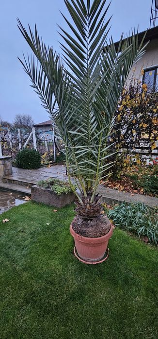 Канарска финикова палма