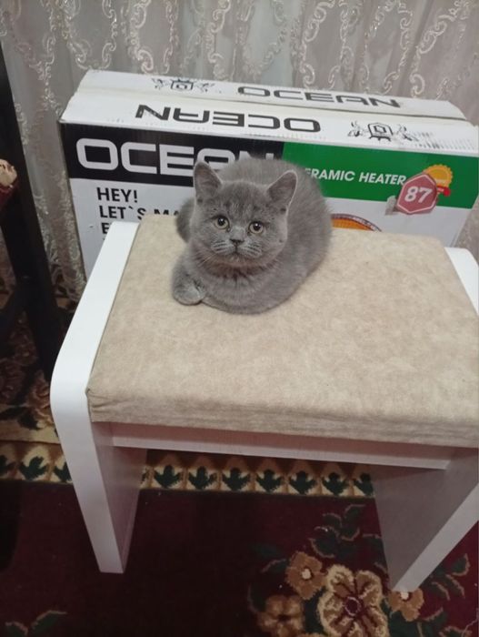 mushukcha sotiladi:)