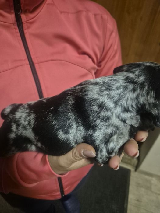 Френски Булдочета