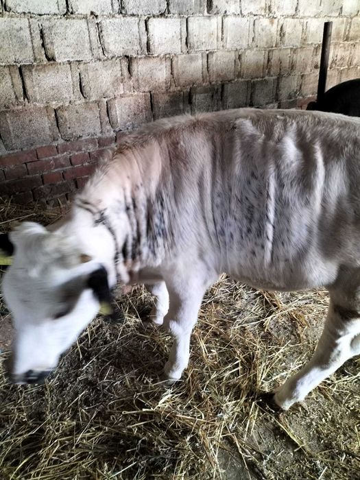 Vând 2 juninci în jur de 400 kg