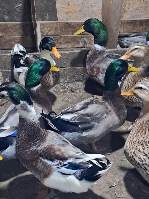 Продам на развод домашних уток.