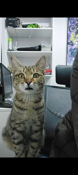 Кот,катенок кошка