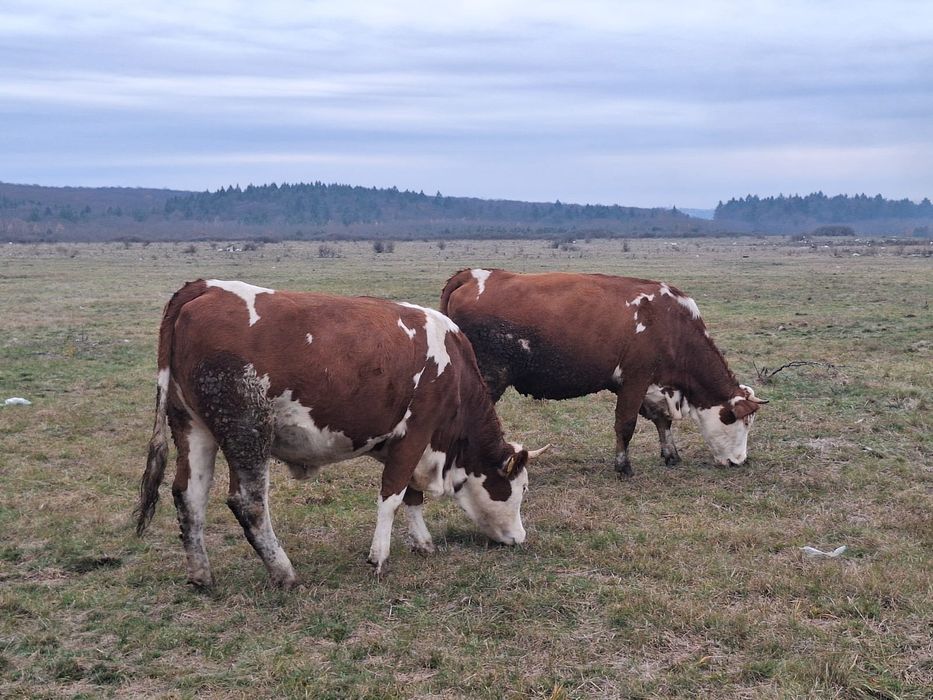 Vand vaca/vaci Baltata romaneasca gestanta cu acte in regula