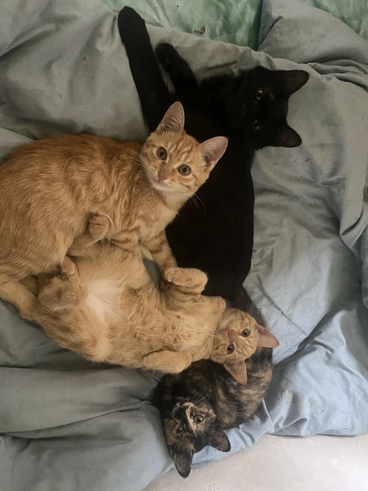 Отдам котят в добрые руки котятам 4мес, 3 мальчика, 1 девочка