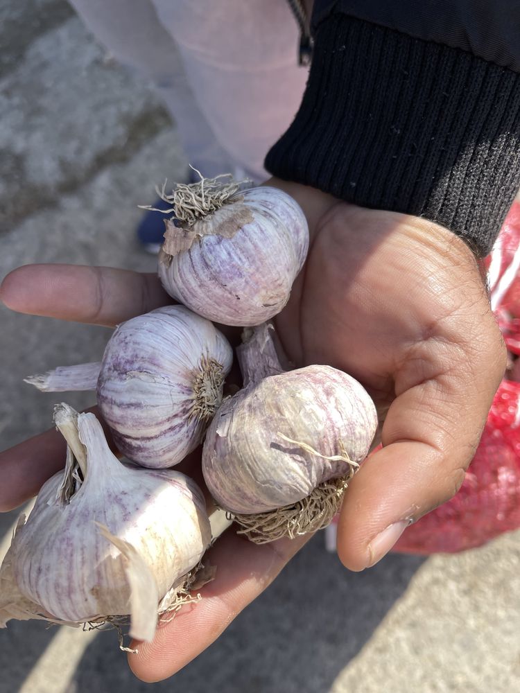 Usturoi soi national chino sau morado