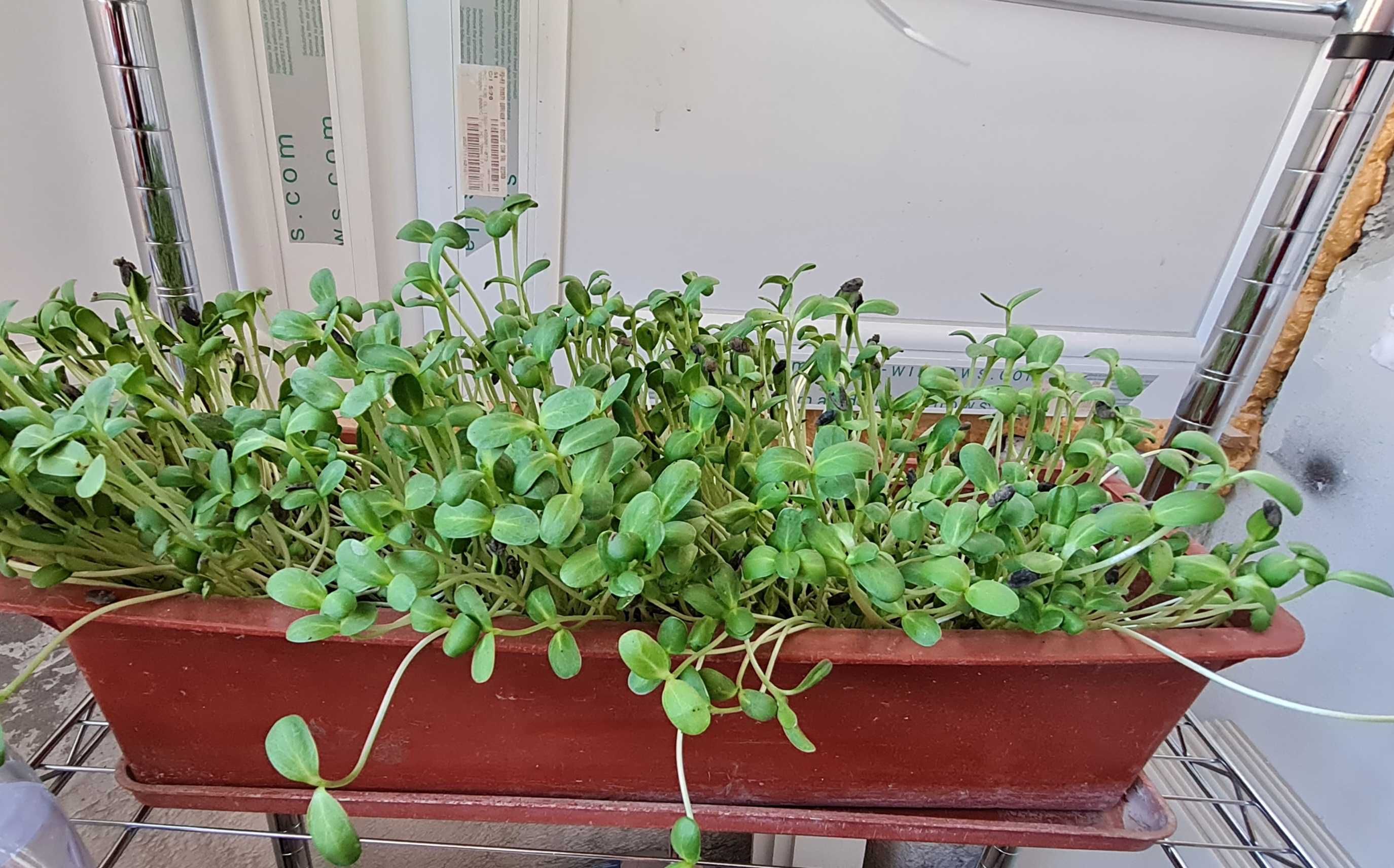 Microplante, vlastari Floarea Soarelui BIO