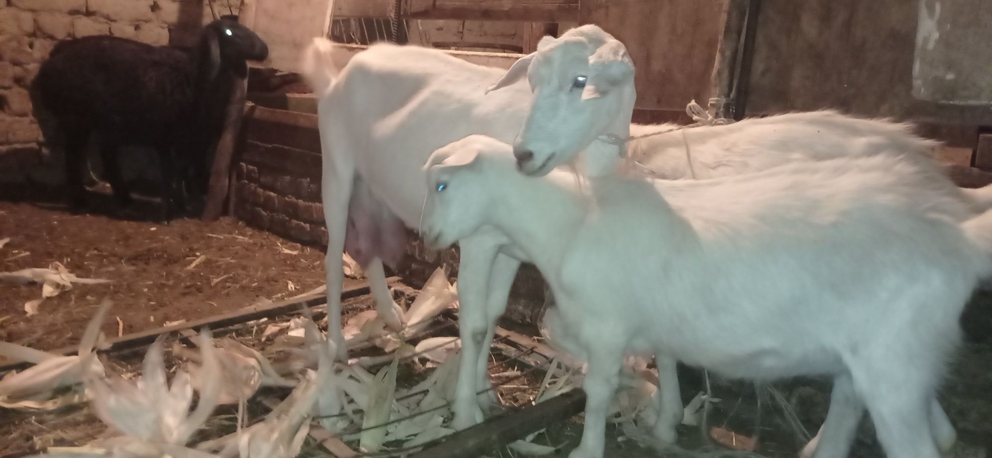 ona bola echki sotiladi
