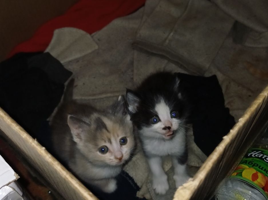 Домашние котята :>