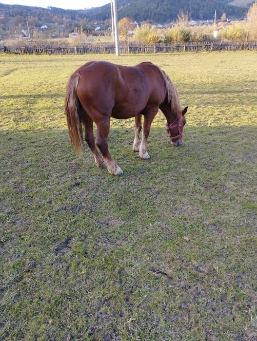 Iapa cu mânz de vanzare