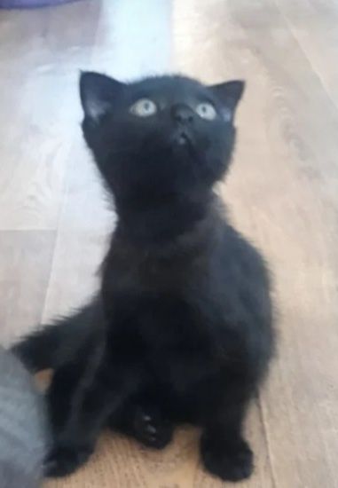 Продам котёнка скоттиш фолд