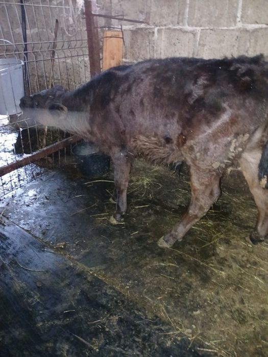 Vând tauras si vitea