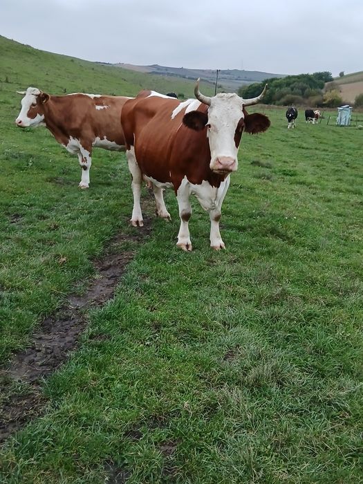 Vaca de abator de vânzare