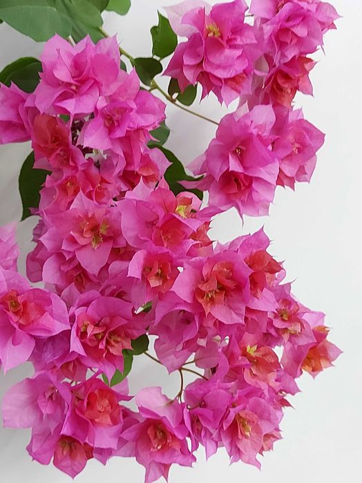 Циперусы  Хлорофитумы ,  бугенвиллия  и др.