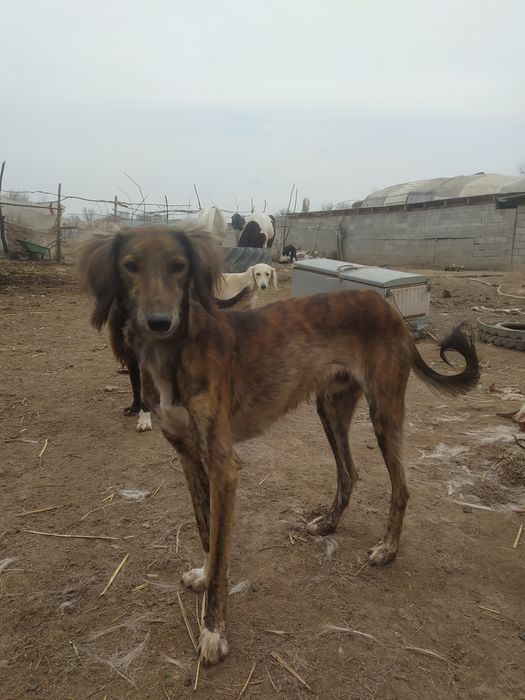 Продам тазы топ.