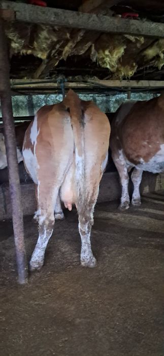 Vand vaca gestanta in 7 luni