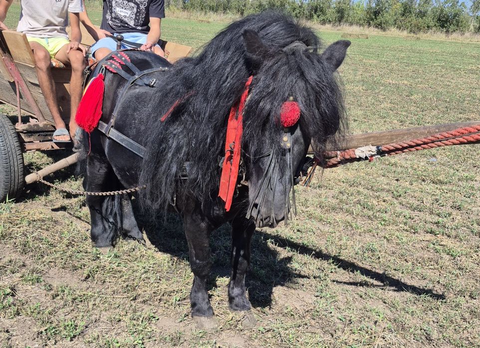 Ponei de vânzare