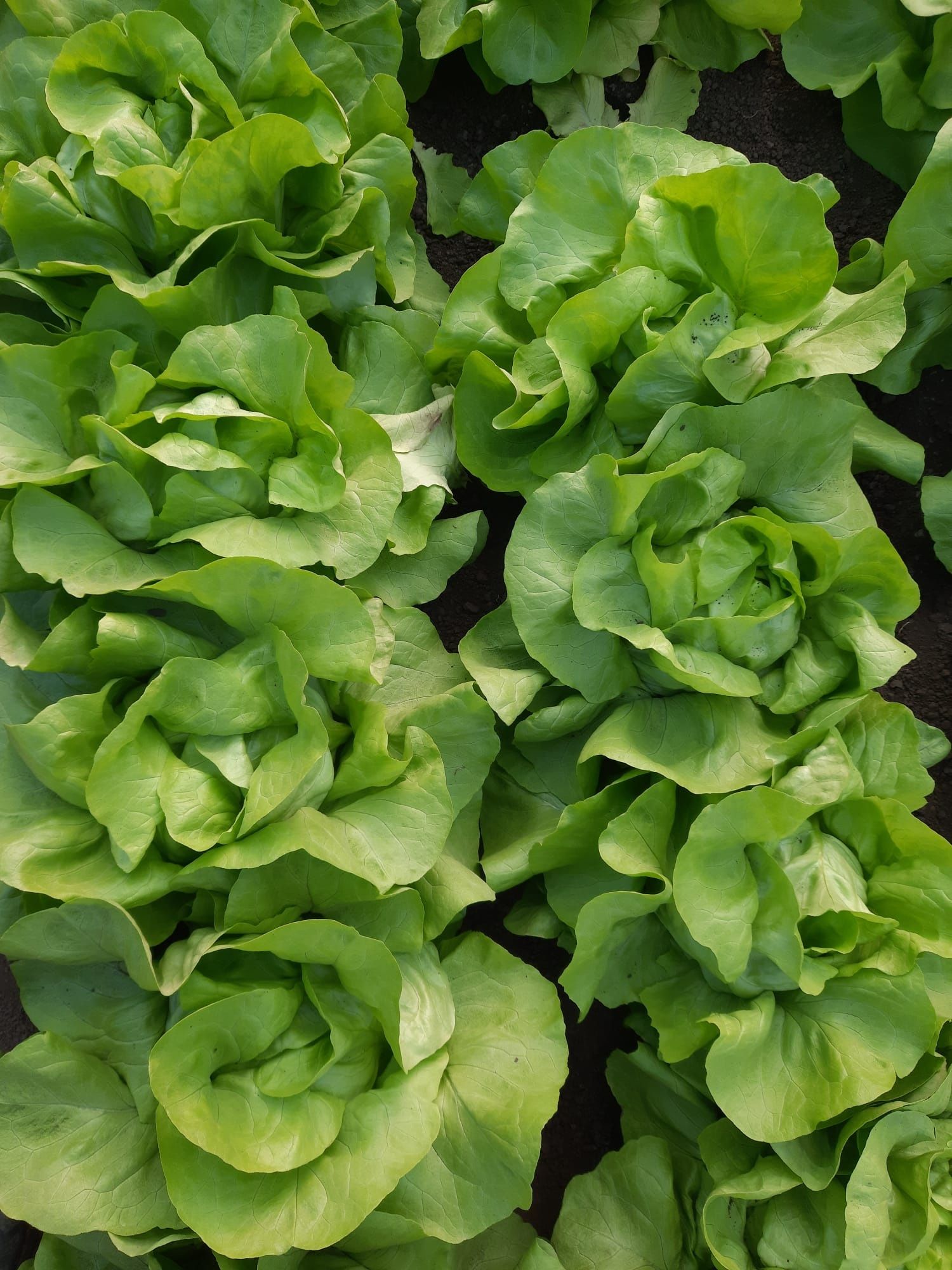 Salata verde touareg