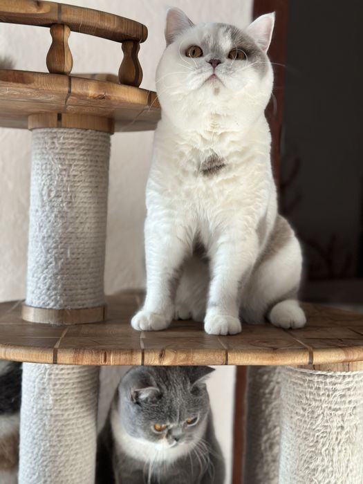 Отдам в добрые руки