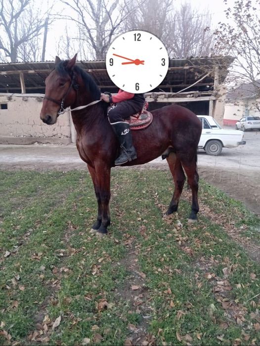 Тай жылкы жеребец