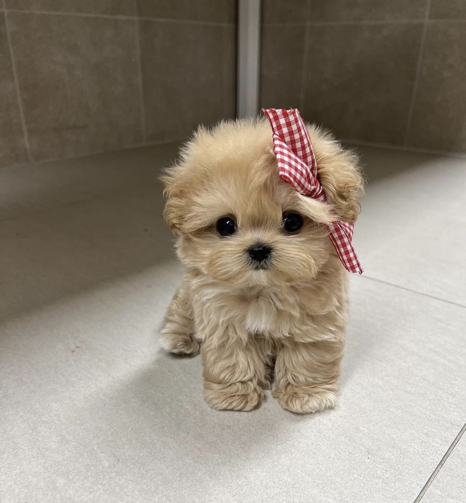 Maltipoo teacup original