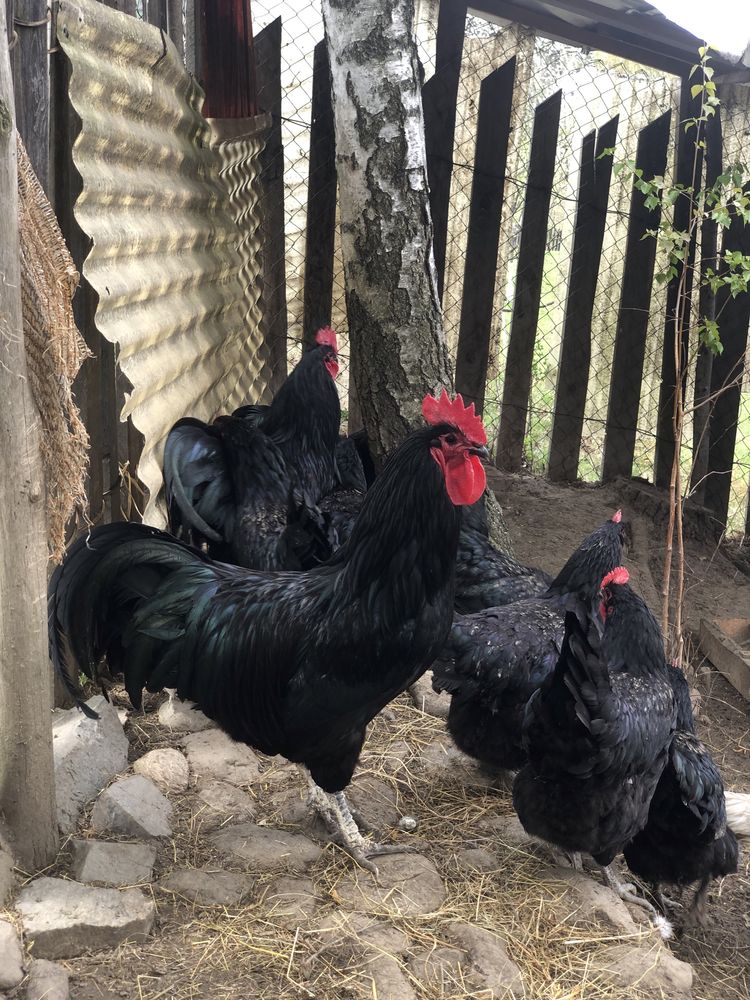Oua de australorp pentru incubat