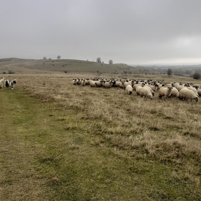 Vînd  150 de oi țurcane