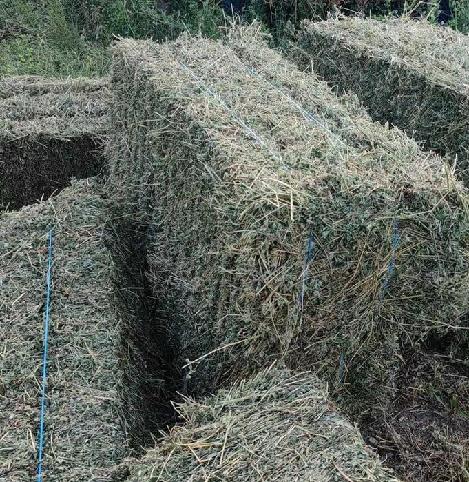 baloti lucerna si fan