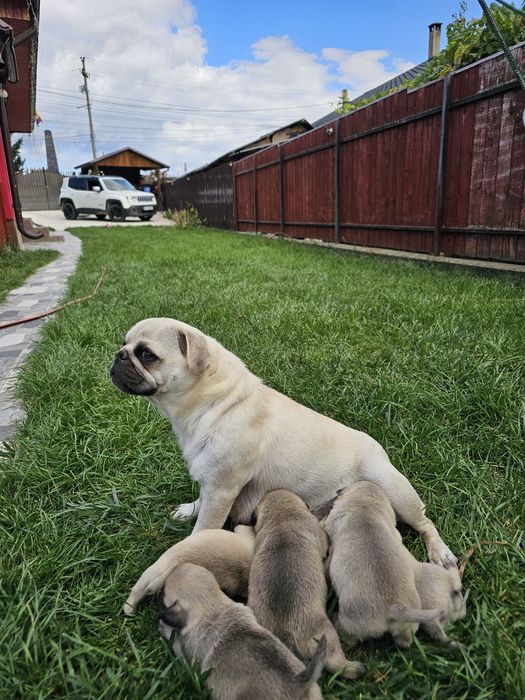 Pui mascul pug,mops rasa pura cu pedigre