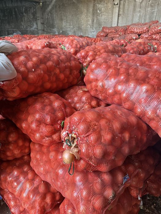 Лук сухой сорт турция