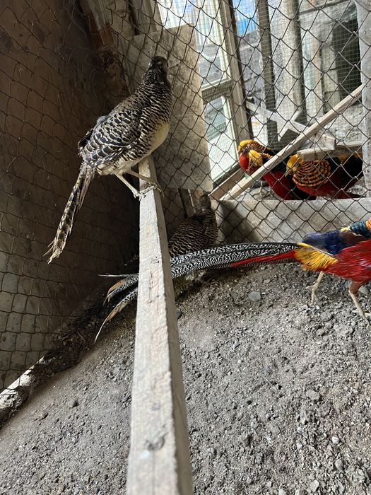 золотой фазан