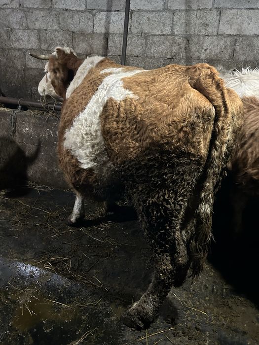 Vaca gestanta  in 8 luni