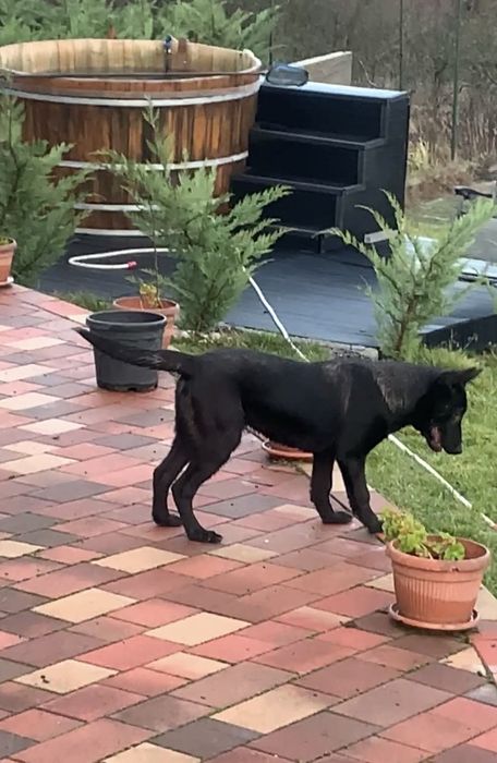 Ciobanesc Belgian Malinois