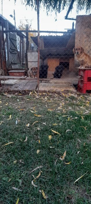 Donez  trei pui de câine