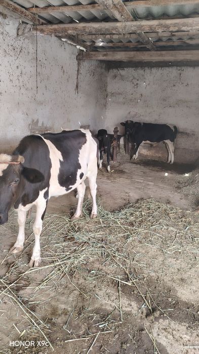 Ona bola sigir sotiladi