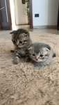 Scottish fold pui