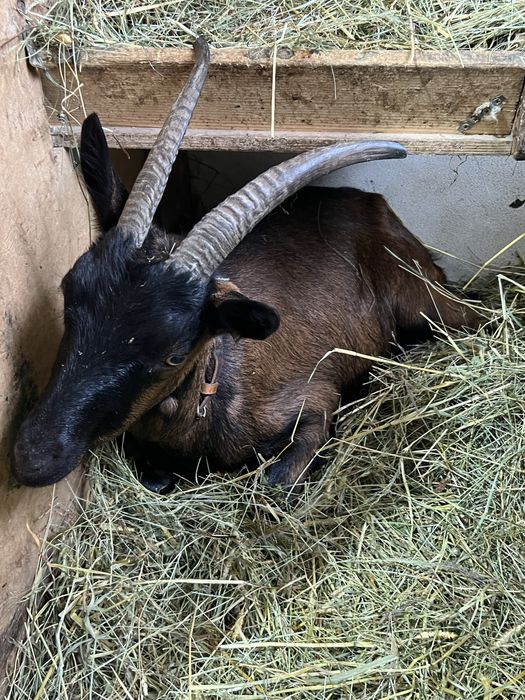 Iede alpina franceza