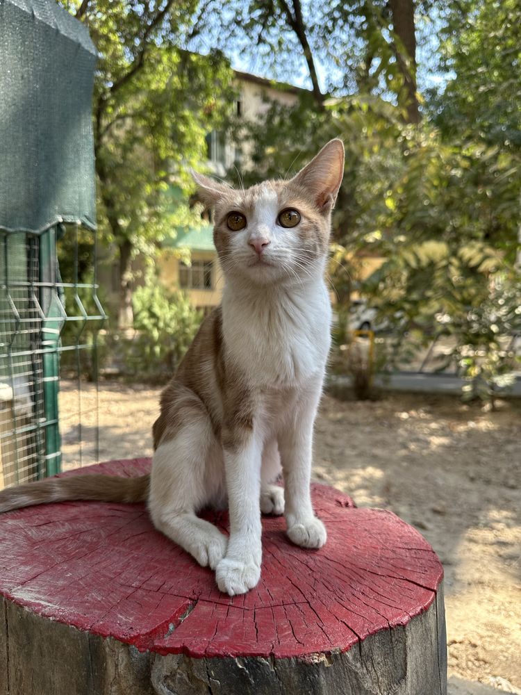 Котята в добрые и ответственные руки