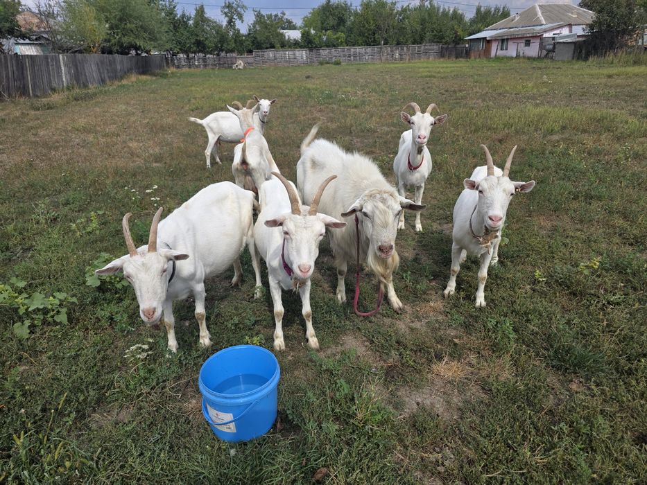 Capre sannen caprele sunt montate