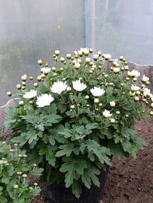 Хризантема мультифлора