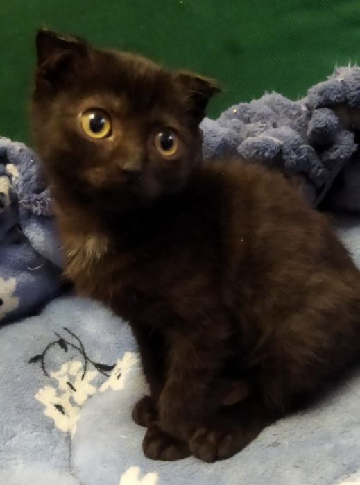 Пристраивается котёнок