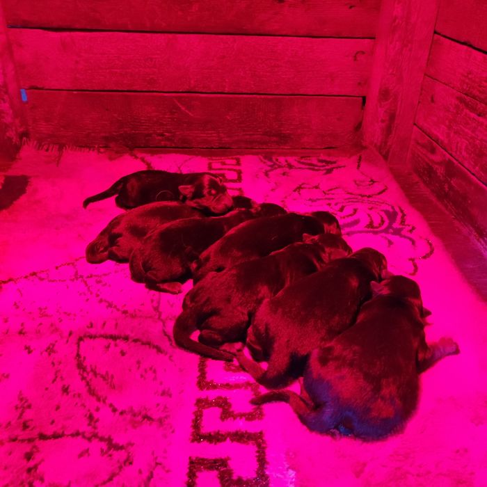 Femela ciobanesc german par lung